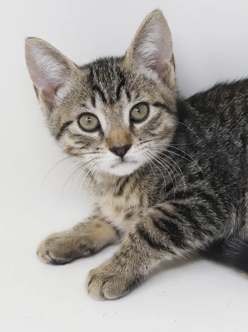 A baby small-sized female Bengal cat named October is celebrating the for adoption in Bedford Hills, NY