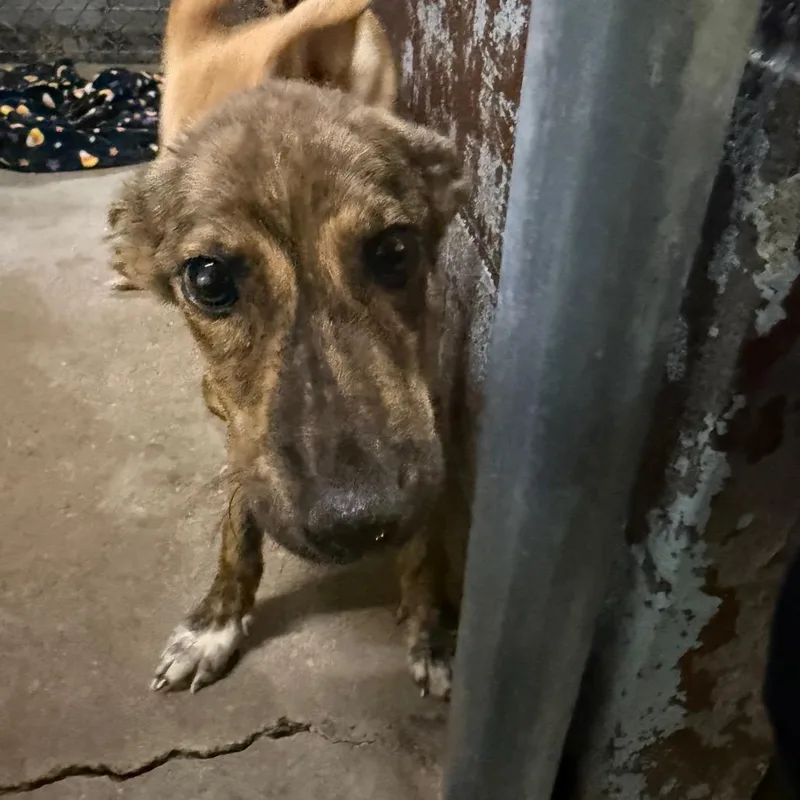 A baby small-sized female Brindle Mixed Breed dog named Shayla for adoption in Pine Bluff, AR