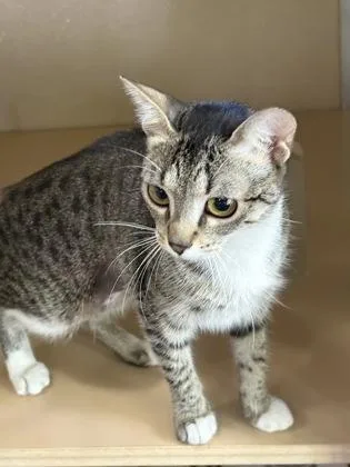 A baby small-sized female Domestic Short Hair cat named Yodi for adoption in Honolulu, HI