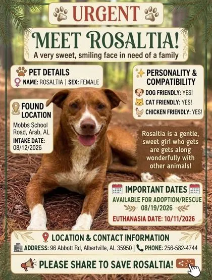 An adult medium-sized female Labrador Retriever dog named Rosalita for adoption in Guntersville, AL