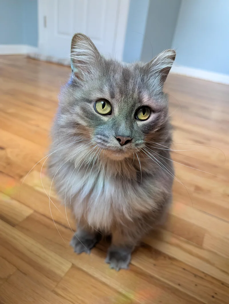 An adult large-sized female Gray & White Domestic Long Hair cat named Willow for adoption in West Berlin, NJ
