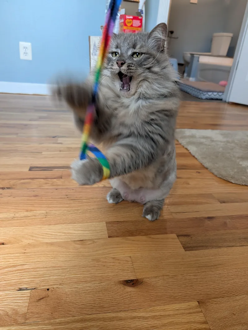 Willow thumbnail 3