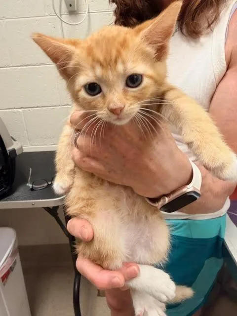 A baby medium-sized female Domestic Short Hair cat named Cinnamon for adoption in Madison, GA