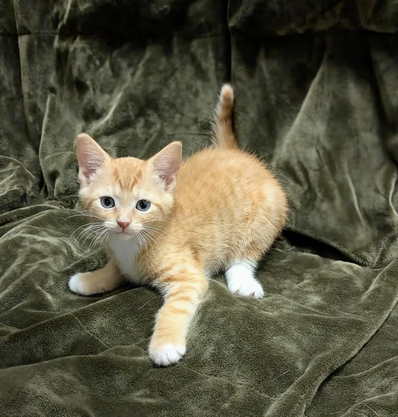Cinnamon thumbnail 2