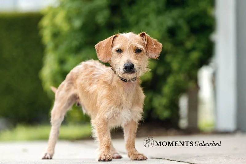 An adult small-sized male Yellow / Tan / Blond / Fawn Dachshund dog named Kip for adoption in Myakka City, FL