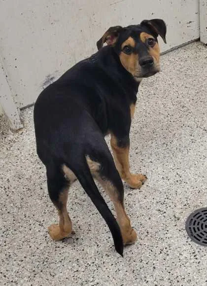 A baby medium-sized male Black Mixed Breed dog named Maverick for adoption in Kansas City, MO