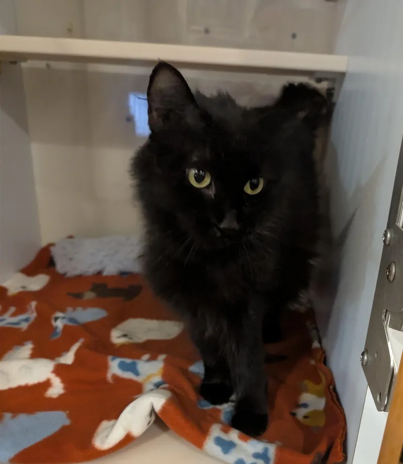 An adult medium-sized female Black Domestic Long Hair cat named Fluffy for adoption in Spokane, WA
