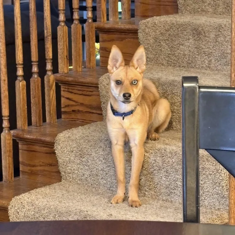 A young medium-sized female Yellow / Tan / Blond / Fawn Husky dog named Rose for adoption in St. Charles, IL