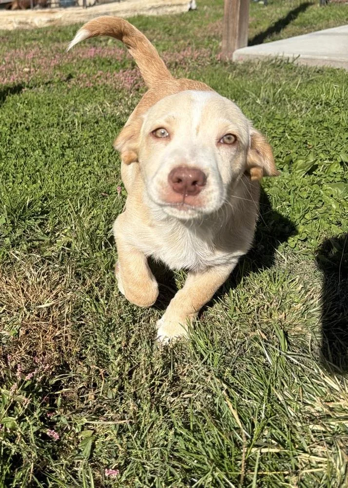 A baby medium-sized male Labrador Retriever dog named Hawaii : Hilo for adoption in Aurora, IN