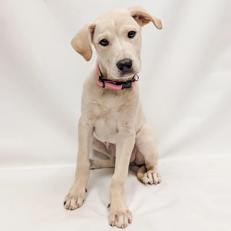 A baby small-sized female Labrador Retriever dog named Jan for adoption in Parker, CO