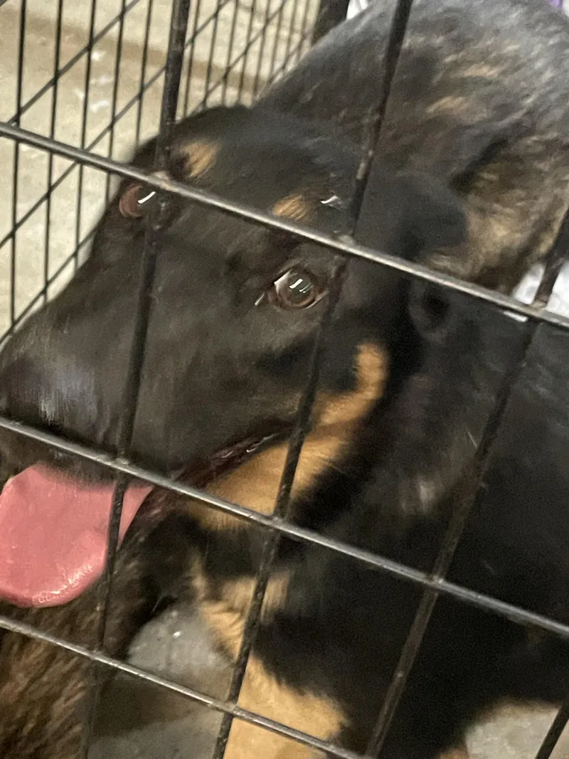 A young medium-sized male German Shepherd Dog dog named Rick for adoption in Billings, MT