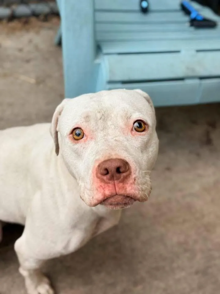 An adult medium-sized female White / Cream Pit Bull Terrier dog named Josslyn for adoption in Chicago, IL