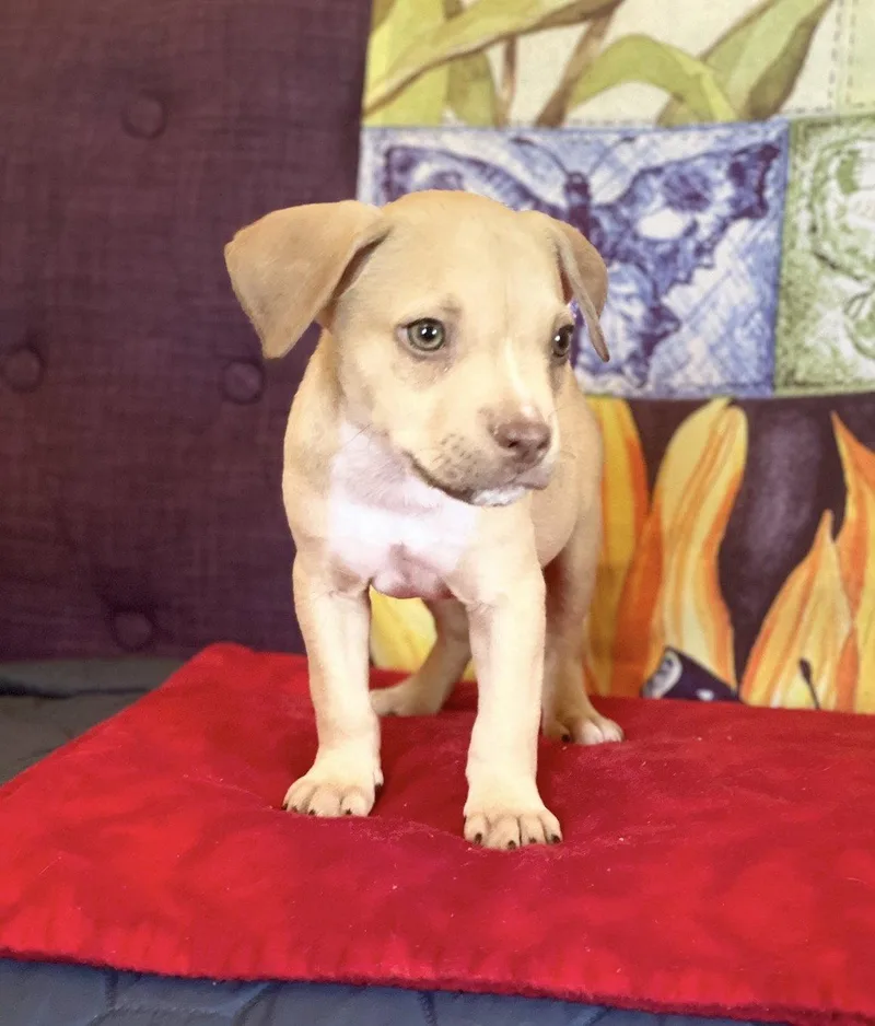 A baby medium-sized male Terrier dog named Muppet Lonestar for adoption in Rockaway, NJ
