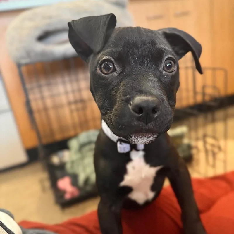 A baby small-sized female Black Mixed Breed dog named Tini for adoption in Middletown, RI