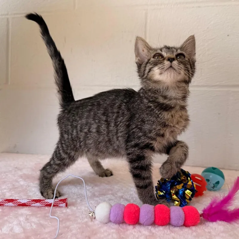 A baby small-sized female Black Domestic Short Hair cat named Twila for adoption in Evensville, TN