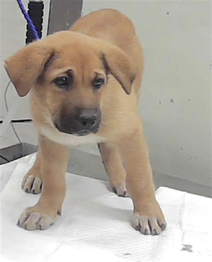 A baby small-sized female Labrador Retriever dog named Willow for adoption in Houston, TX