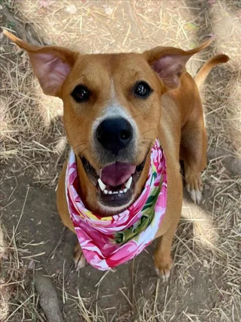 An adult medium-sized female Pit Bull Terrier dog named Lotus for adoption in Tulsa, OK