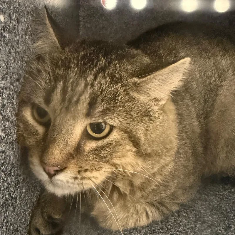 An adult large-sized male Domestic Medium Hair cat named Brutus for adoption in Birmingham, AL