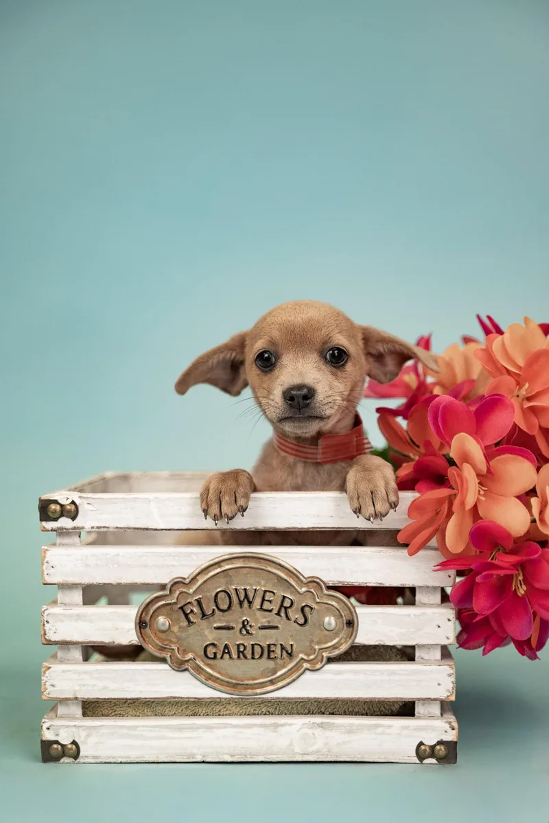 A baby small-sized female Chihuahua dog named 597-26 for adoption in Brighton, CO