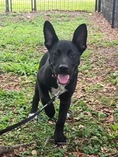 A baby medium-sized male Black Belgian Shepherd / Malinois dog named Oreo for adoption in Winter Haven, FL