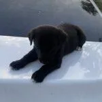 Oreo thumbnail 2