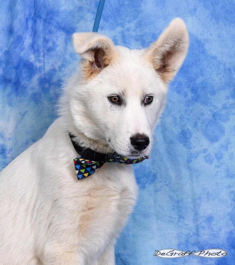 A young medium-sized male Shepherd dog named Silas for adoption in Pittsboro, NC