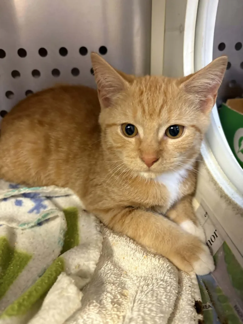 A baby medium-sized male Tabby (Orange / Red) Domestic Short Hair cat named Loki for adoption in Orange, VA