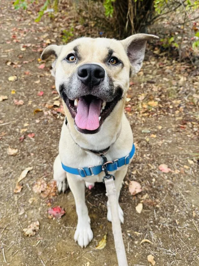 An adult large-sized male Black Mouth Cur dog named Mac for adoption in Santa Barbara, CA