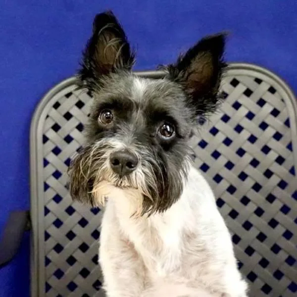 An adult small-sized male Schnauzer dog named Mortimer for adoption in Midland, TX