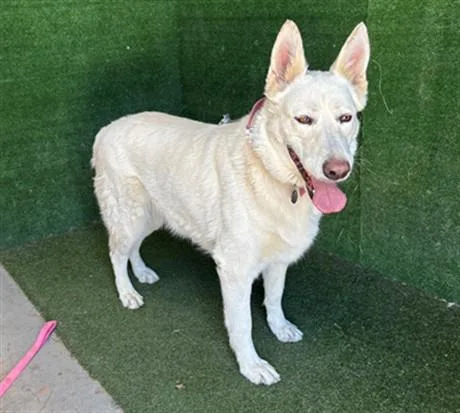 An adult medium-sized female German Shepherd Dog dog named Molly for adoption in Lancaster, CA
