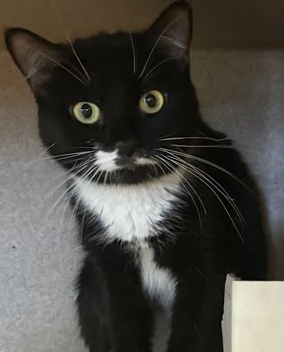 A young small-sized female Domestic Short Hair cat named Veronica for adoption in Washington, DC