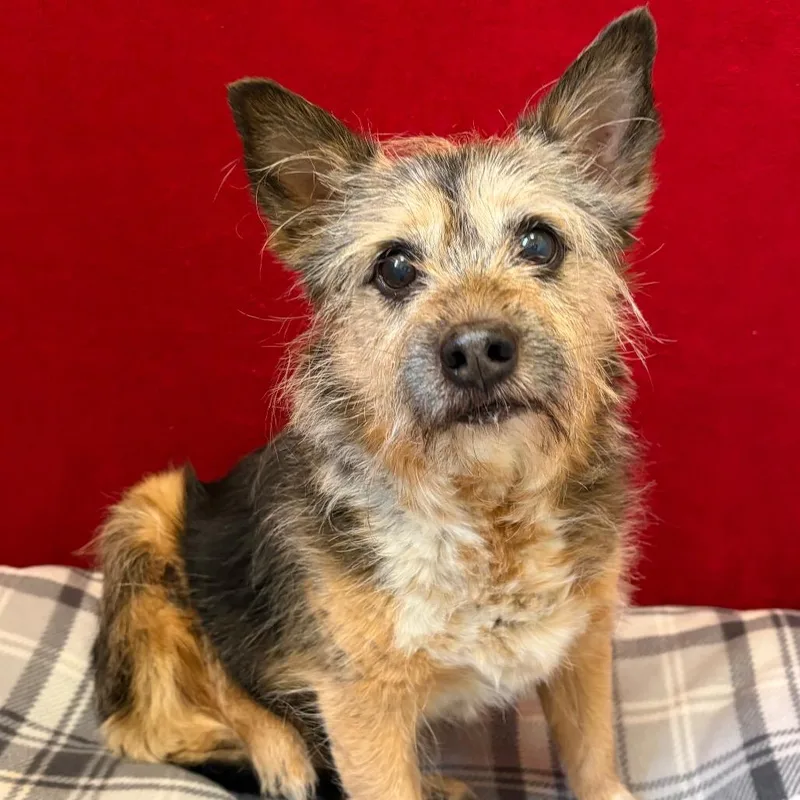 A senior medium-sized female Gray / Blue / Silver Mixed Breed dog named Sassy for adoption in Pekin, IL