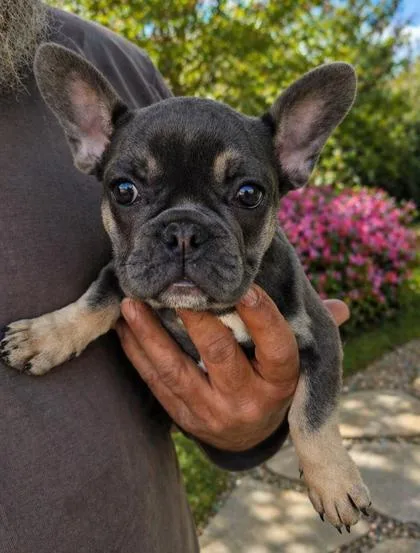 A baby small-sized female French Bulldog dog named Nikki for adoption in Malvern, PA