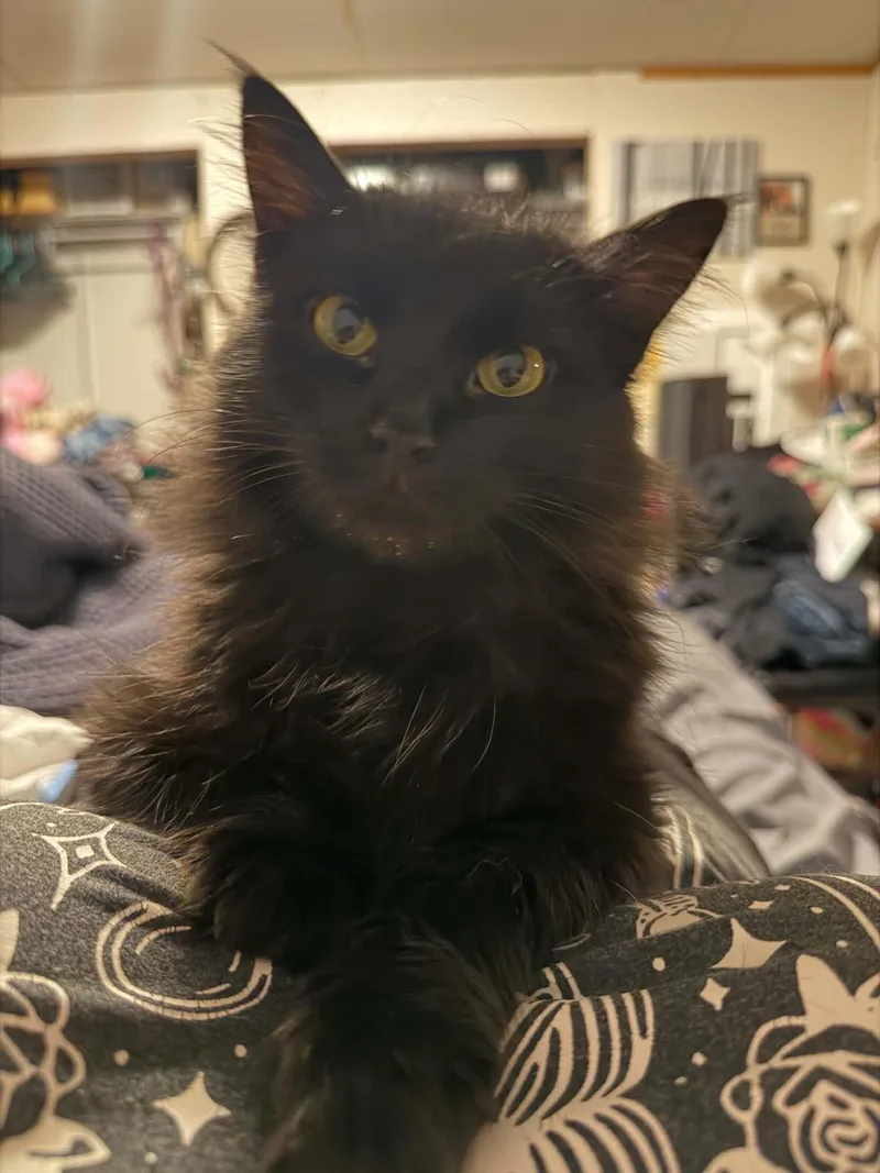 An adult medium-sized female Black Domestic Long Hair cat named Black Beauty for adoption in Logan, OH