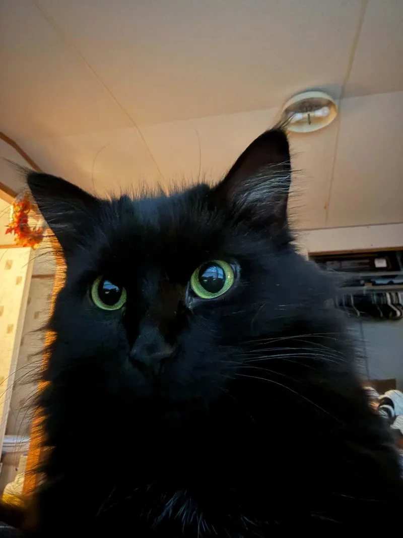 Black Beauty thumbnail 3