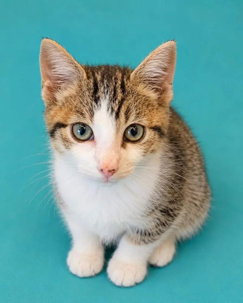 A baby small-sized male Domestic Short Hair cat named Baker for adoption in Columbia, TN