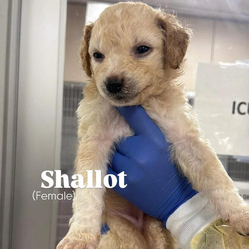 A baby medium-sized female Poodle dog named Shallot Ca for adoption in Hillside, IL