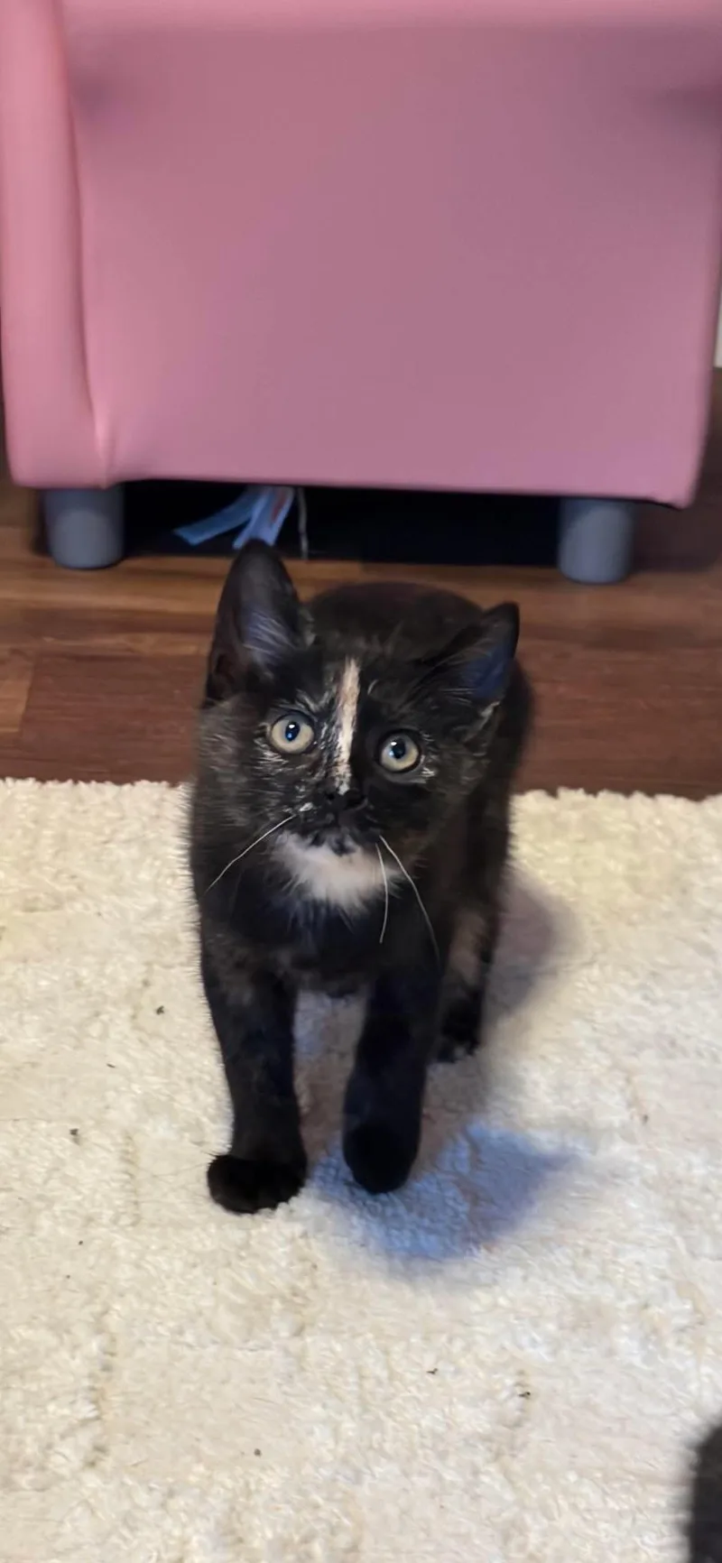 A baby medium-sized female Tortoiseshell cat named Midge for adoption in Brick, NJ
