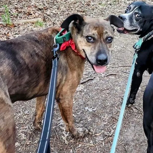 Annie Ab thumbnail 2