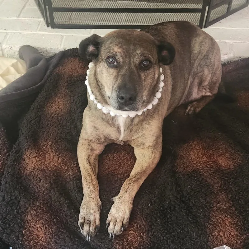 Annie Ab thumbnail 4