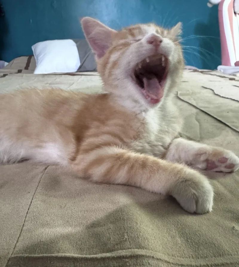 Jasper