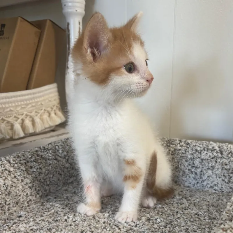 Augustus thumbnail 3