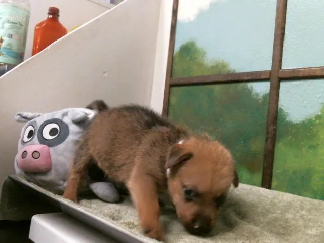 A baby small-sized male German Shepherd Dog dog named Oliver for adoption in Houston, TX