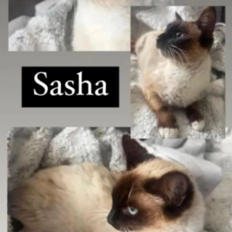 A young medium-sized female Brown / Chocolate Siamese cat named Sasha for adoption in Orangevale, CA