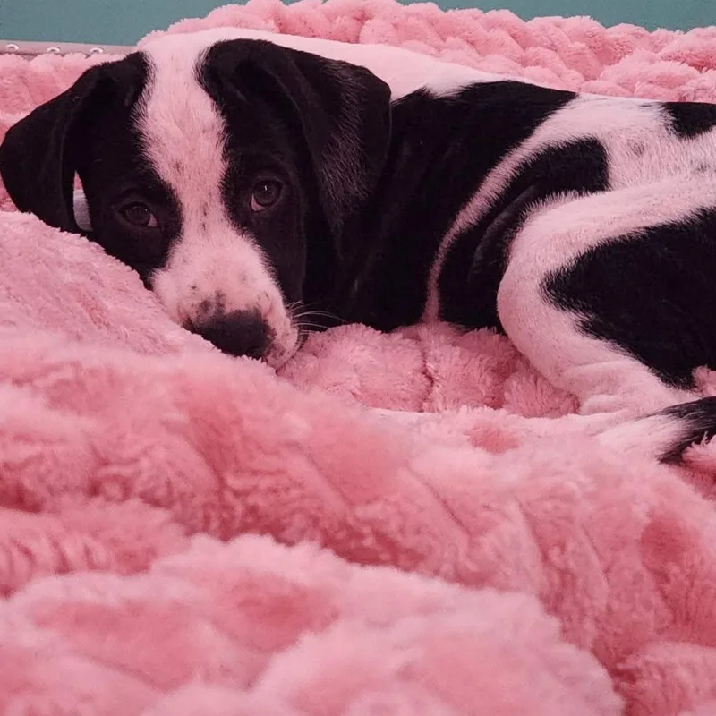 Leia