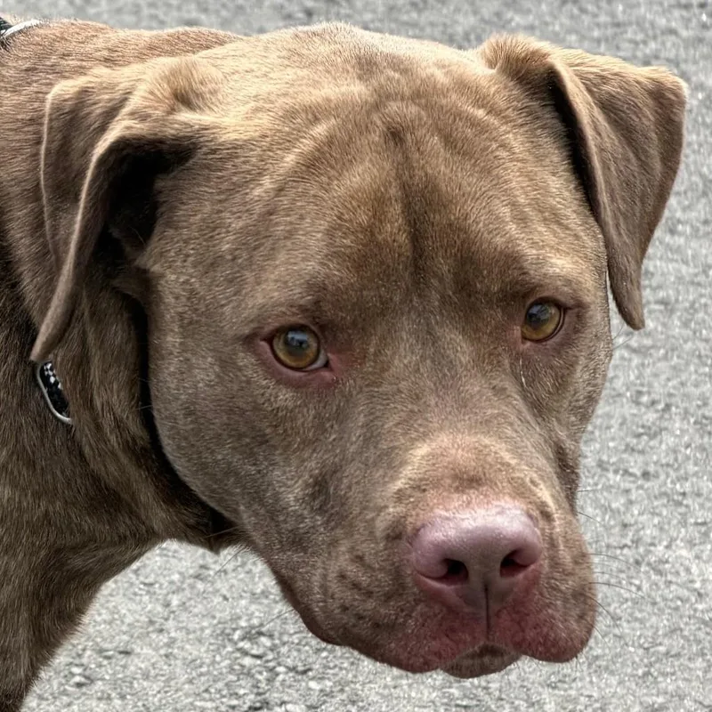 Remy Comfortable Lab Mix thumbnail 2