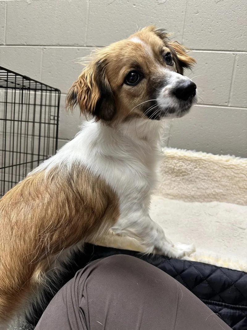 An adult small-sized female Mixed Breed dog named Darla for adoption in Watertown, WI
