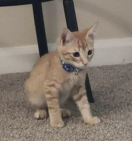 A baby small-sized male Orange / Red Tabby cat named Chandler AZ Litter for adoption in Anthem, AZ