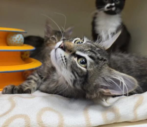 A baby medium-sized male Domestic Medium Hair cat named Jump Start for adoption in Silverdale, WA