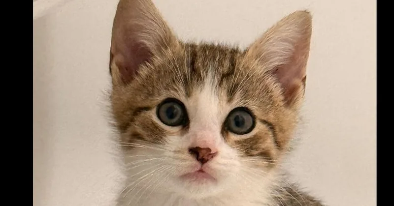 A baby small-sized male Tabby cat named Jasper for adoption in Virginia Beach, VA